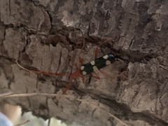 Achenoderus octomaculatus