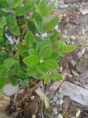 Austropuccinia psidii