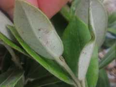 Austropuccinia psidii