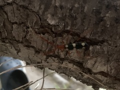 Achenoderus octomaculatus