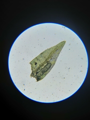 Homalothecium megaptilum