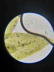 Homalothecium megaptilum