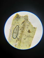 Homalothecium megaptilum