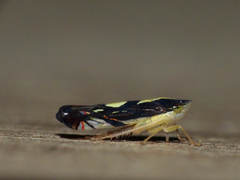 Diedrocephala variegata