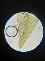 Homalothecium megaptilum