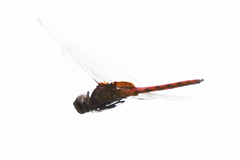 Tauriphila