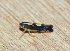 Diedrocephala variegata