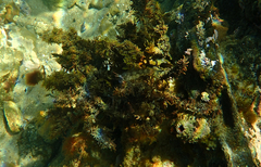 Parablennius tasmanianus