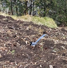 Urocissa flavirostris