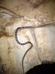 Pseudelaphe phaescens