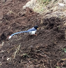 Urocissa flavirostris