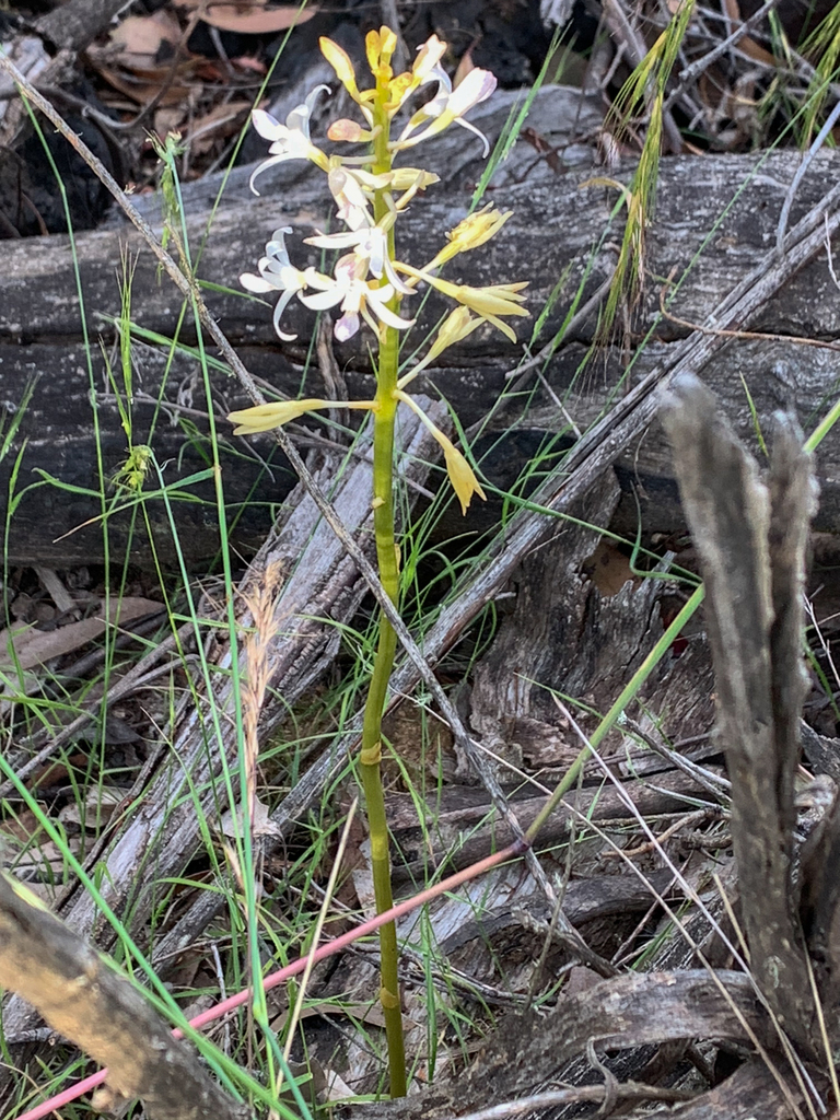 Dipodium roseum (Endl.) Nicholls 3