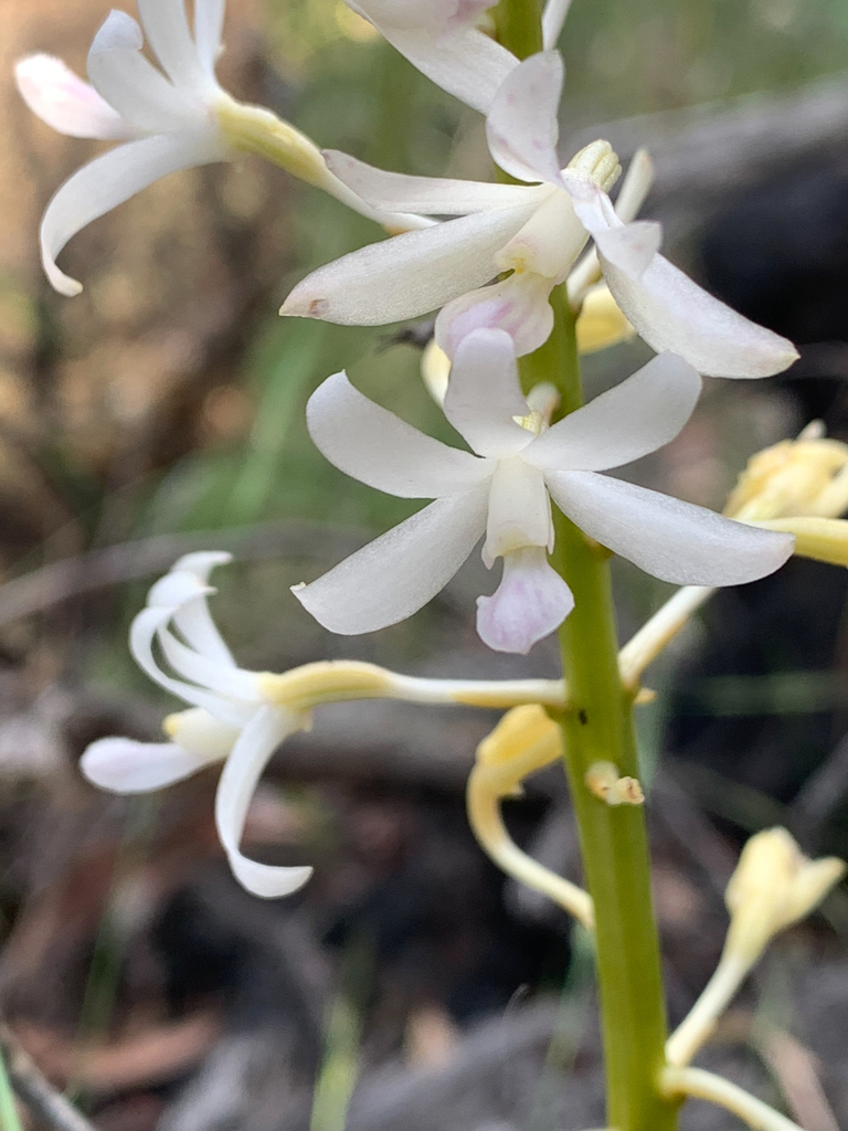 Dipodium roseum (Endl.) Nicholls