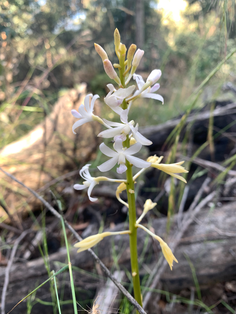 Dipodium roseum (Endl.) Nicholls 2