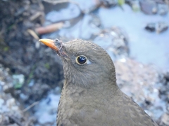 Turdus boulboul