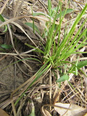 Carex umbellata