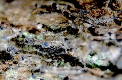 Lymantria dispar dispar