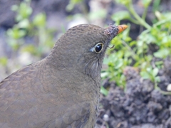 Turdus boulboul