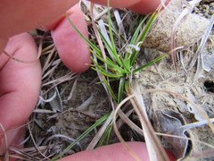 Carex tonsa