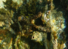 Parablennius tasmanianus