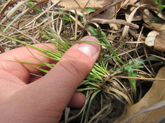 Carex umbellata