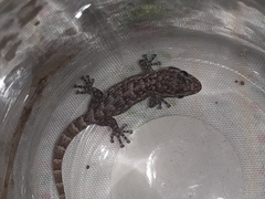 Phyllodactylus reissii