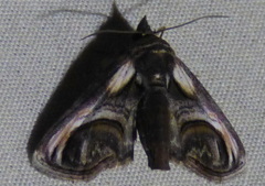 Paectes oculatrix
