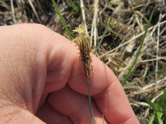 Carex meadii