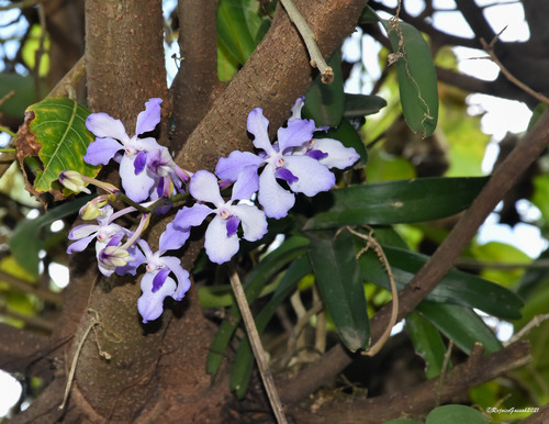 Vanda coerulea, photograph 5