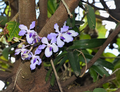 Vanda coerulea