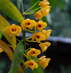 Dendrobium chrysanthum