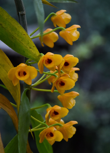 Dendrobium chrysanthum, photograph 6