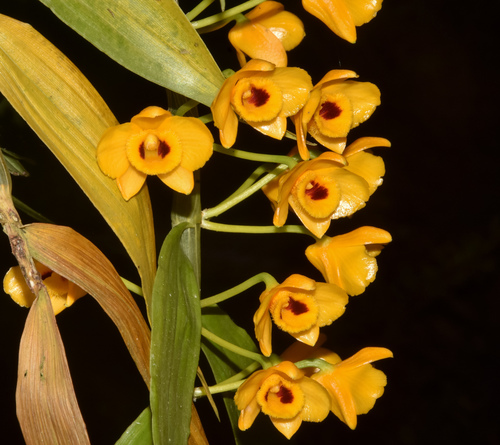 Dendrobium chrysanthum, photograph 3