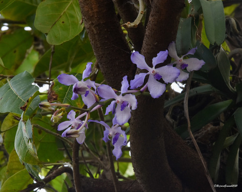 Vanda coerulea, photograph 4
