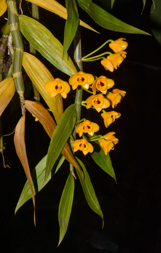 Dendrobium chrysanthum, photograph 5