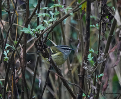 Phylloscopus maculipennis