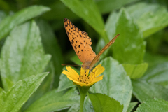 Phalanta phalantha phalantha