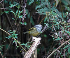 Phylloscopus maculipennis