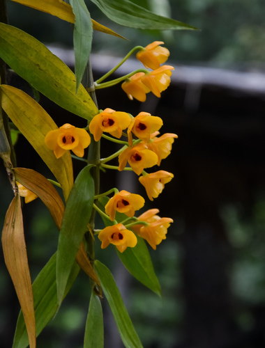 Dendrobium chrysanthum, photograph 4