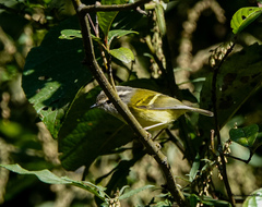 Phylloscopus maculipennis