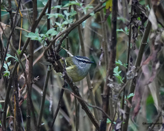 Phylloscopus maculipennis