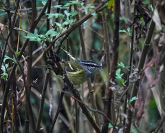 Phylloscopus maculipennis