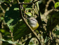 Phylloscopus maculipennis