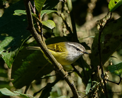 Phylloscopus maculipennis