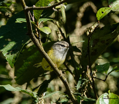 Phylloscopus maculipennis