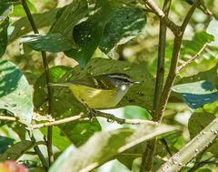 Phylloscopus maculipennis