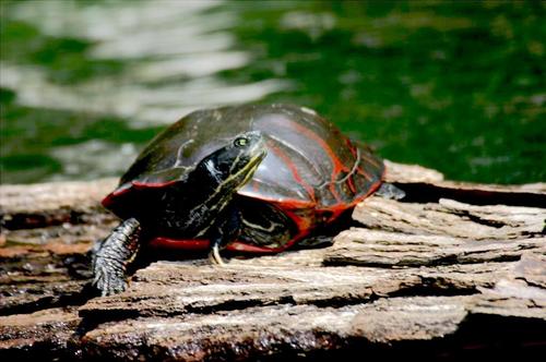 Northern Red-bellied Cooter