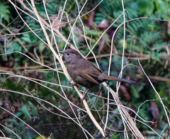 Trochalopteron imbricatum