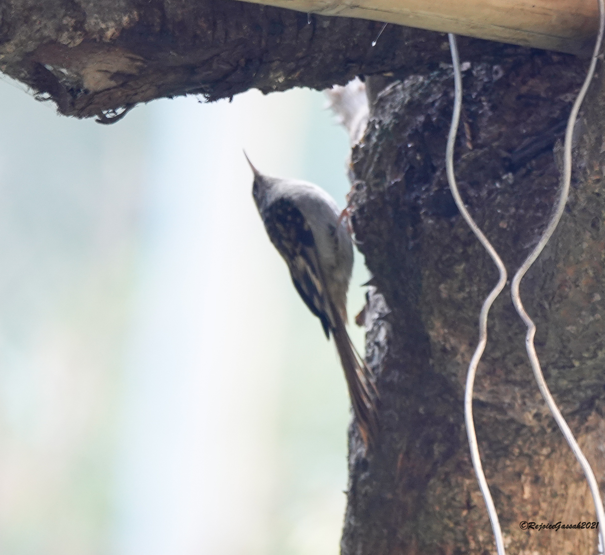Hodgson's Treecreeper (Certhia hodgsoni)