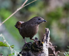 Trochalopteron imbricatum